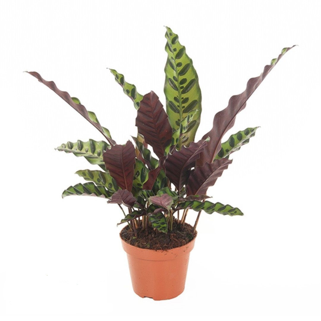 Calathea lancifolia Insignis