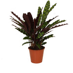 Calathea Insigne P17 H60