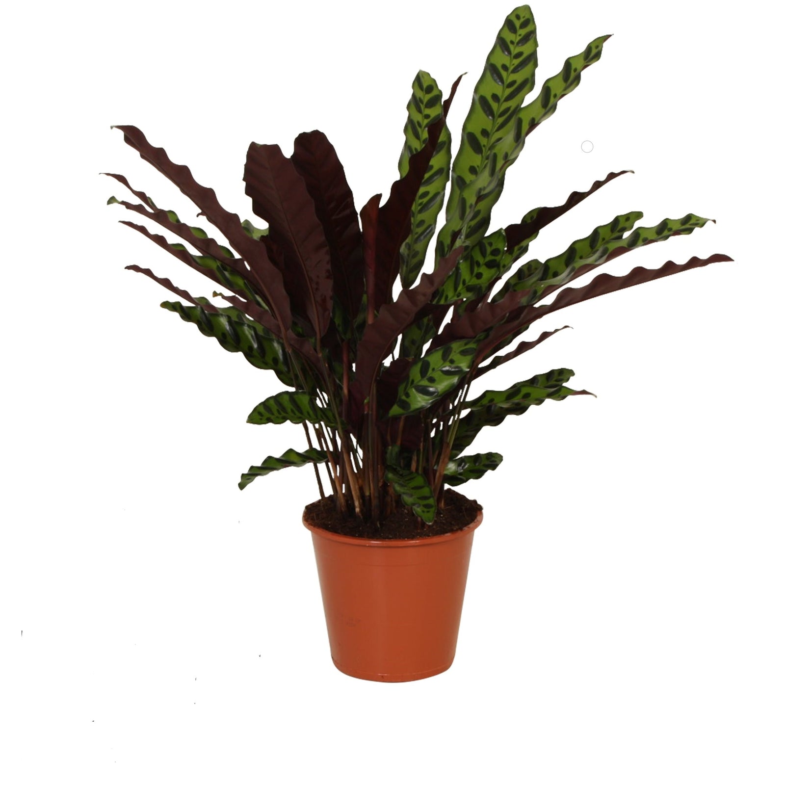 Calathea Insigne P17 H60