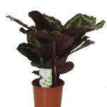 Calathea 'Medaillon'