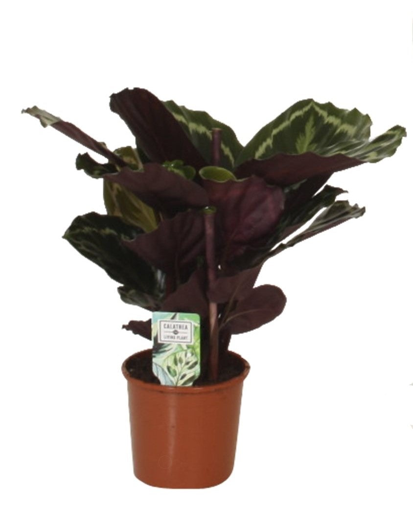 Calathea 'Medaillon'