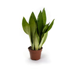 Sansevieria Moonshine