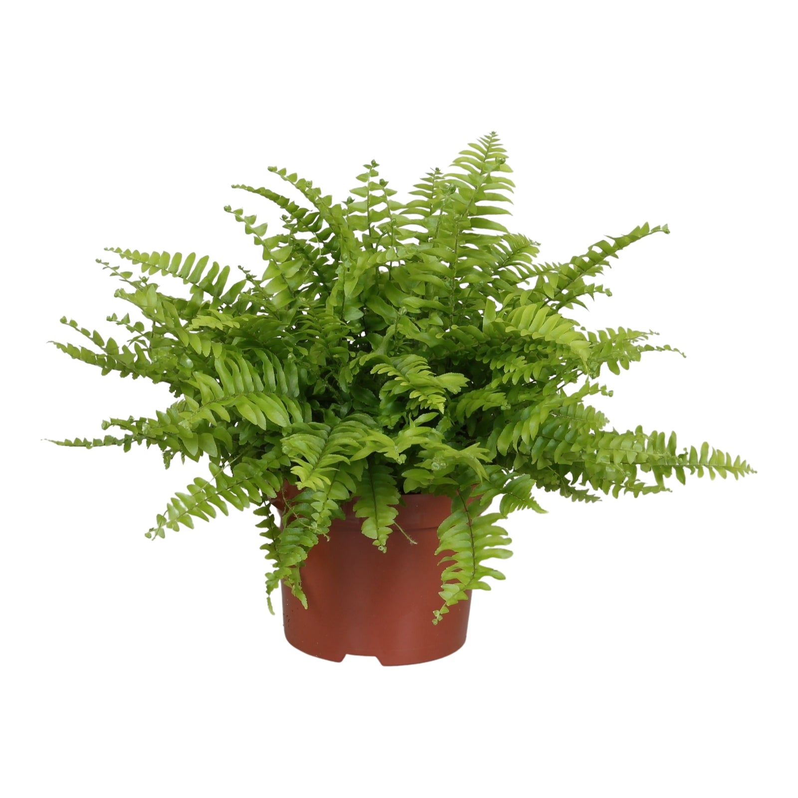 Nephrolepis exaltata 'Boston Blue Bell'