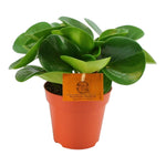 Peperomia obtusifolia