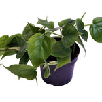 Philodendron Scandens