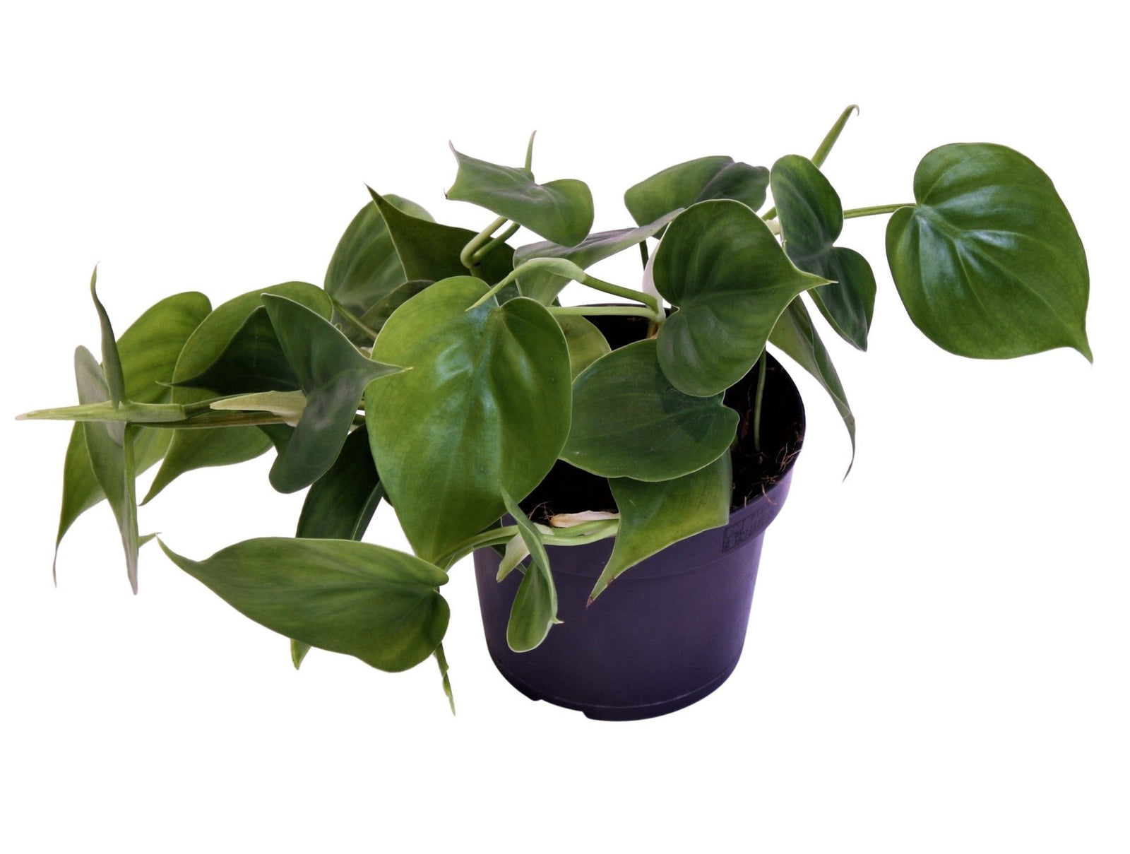 Philodendron Scandens