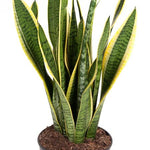 Sansevieria Laurentii