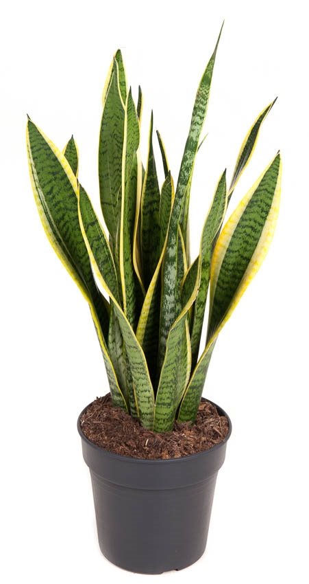 Sansevieria Laurentii