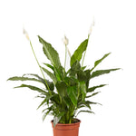 Lepelplant Spathiphyllum Vivaldi