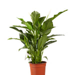 Lepelplant Spathiphyllum Sweet Lauretta