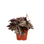 Tradescantia zebrina 'Purpusii'