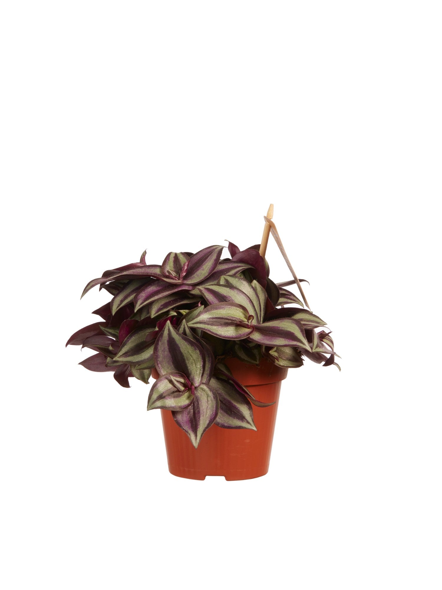Tradescantia zebrina 'Purpusii'