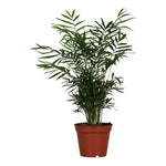 Chamaedorea Elegans