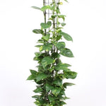 Epipremnum pinnatum 'Aureum'
