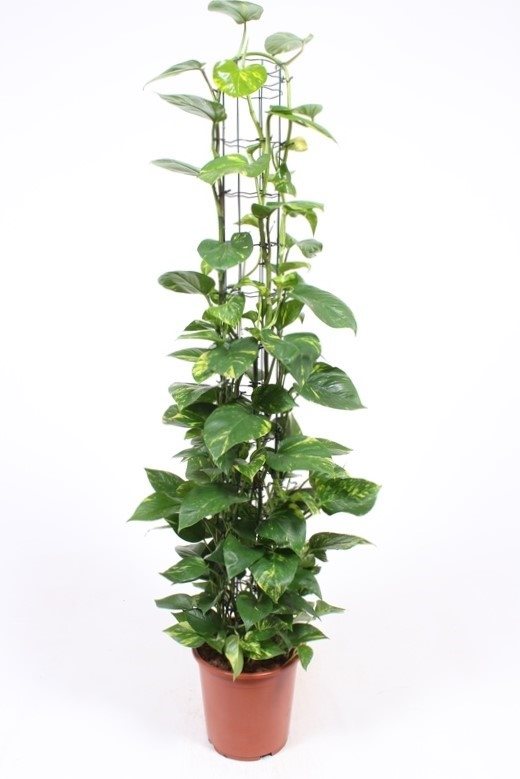 Epipremnum pinnatum 'Aureum'