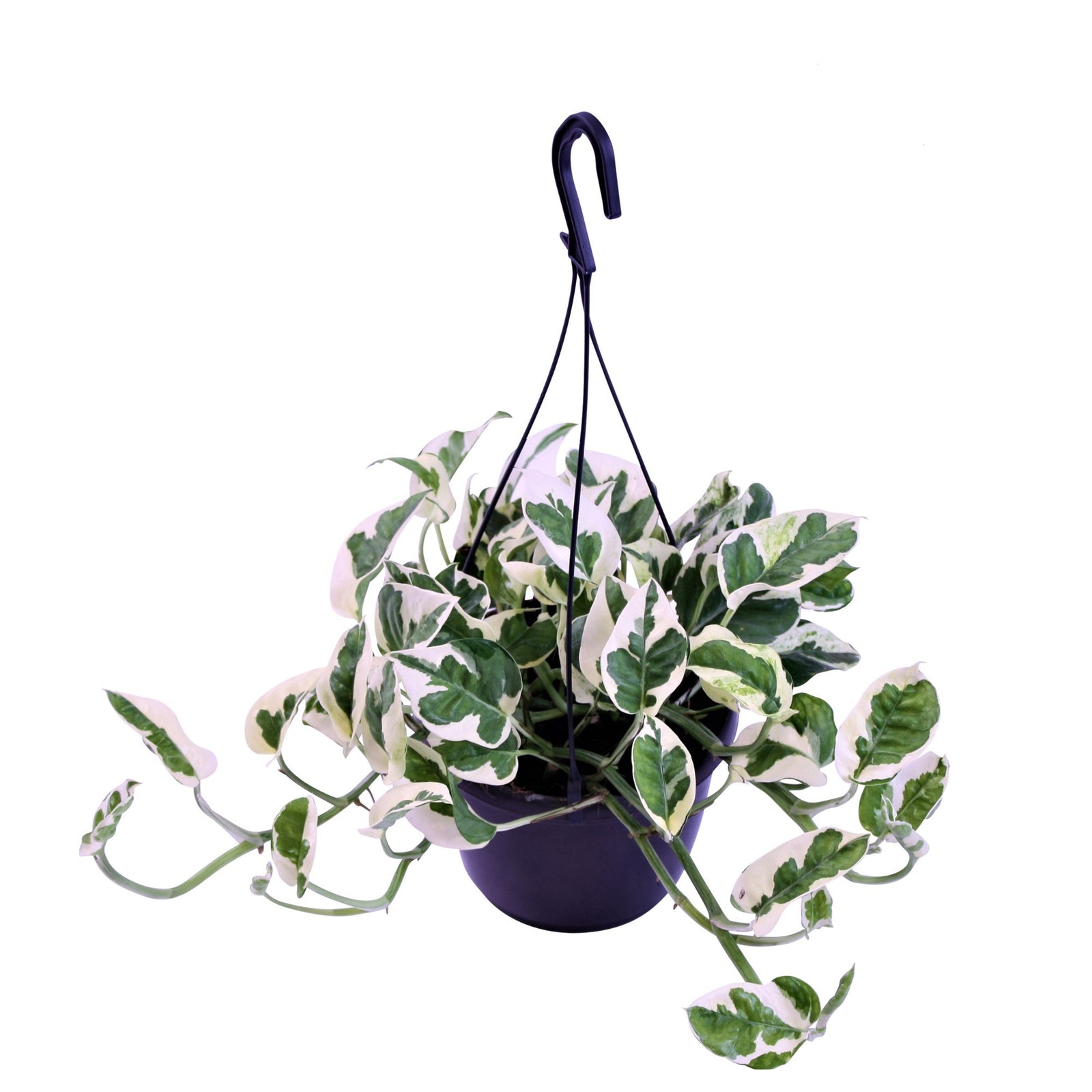 Scindapsus  N'Joy (hangplant)