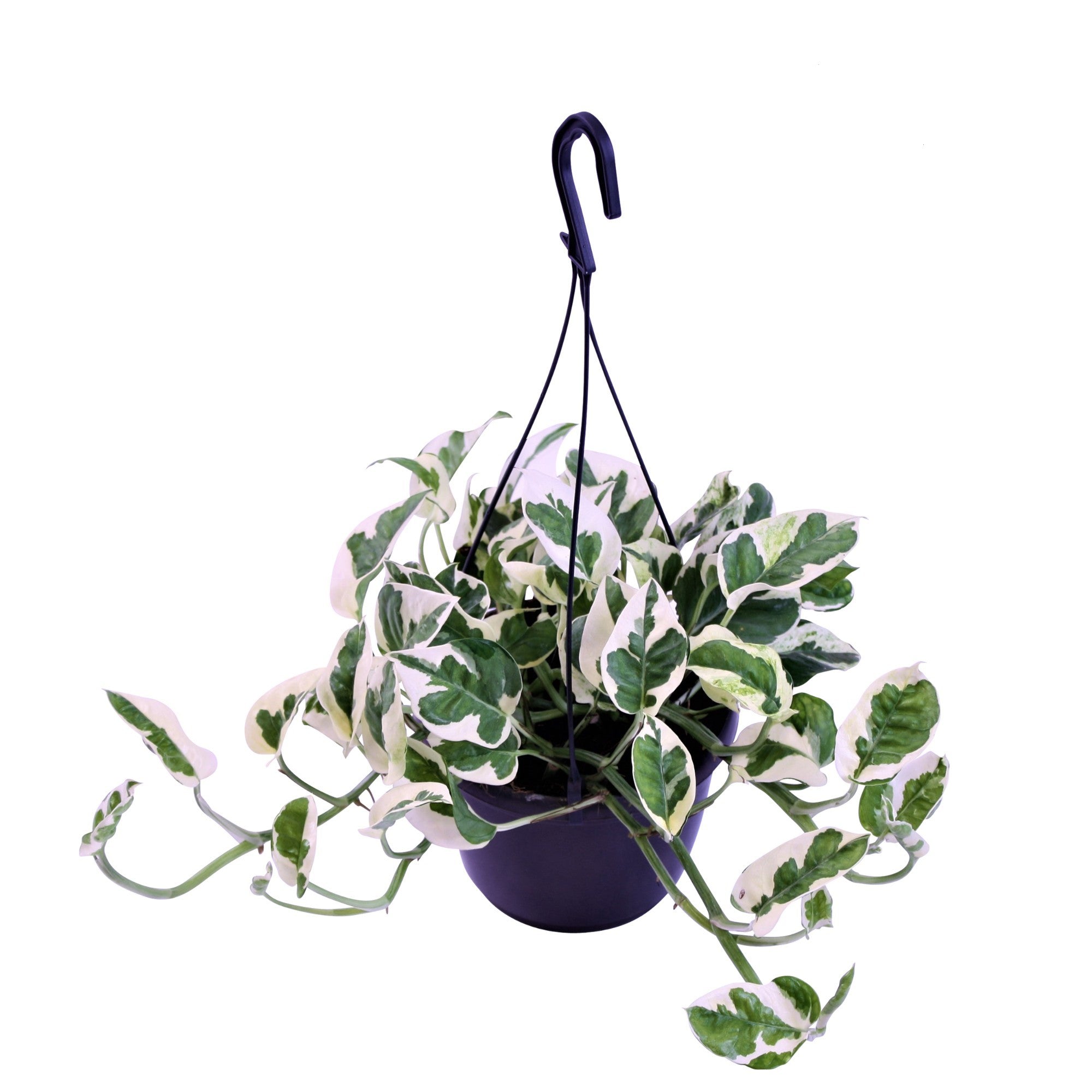 Scindapsus  N'Joy (hangplant)