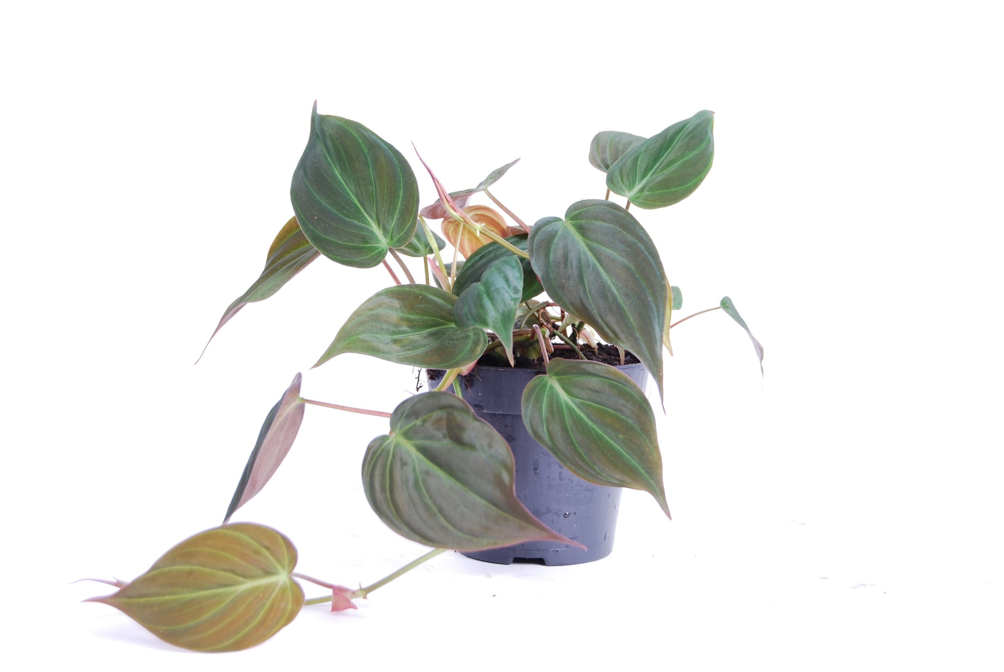 Philodendron scandens 'Micans'