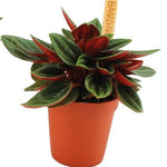 6cm Peperomia Rosso