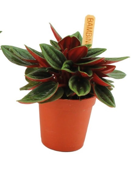 6cm Peperomia Rosso