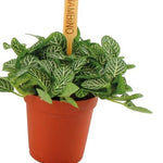 6cm Fittonia Verschaffeltii