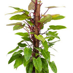 Philodendron ‘Painted Lady’ (mosstok)