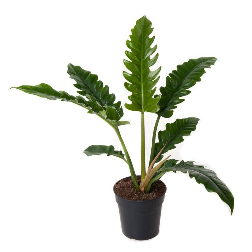 Philodendron Narrow