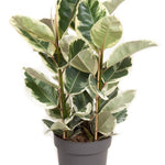 Ficus  Elastica  'Tineke'