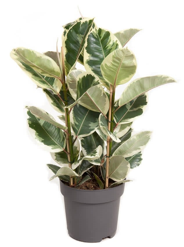 Ficus  Elastica  'Tineke'