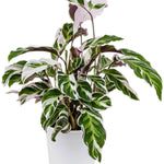 Calathea 'Fusion White'