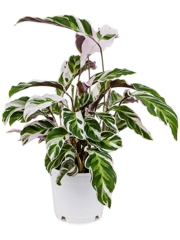 Calathea 'Fusion White'