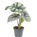 Alocasia Silver Dragon