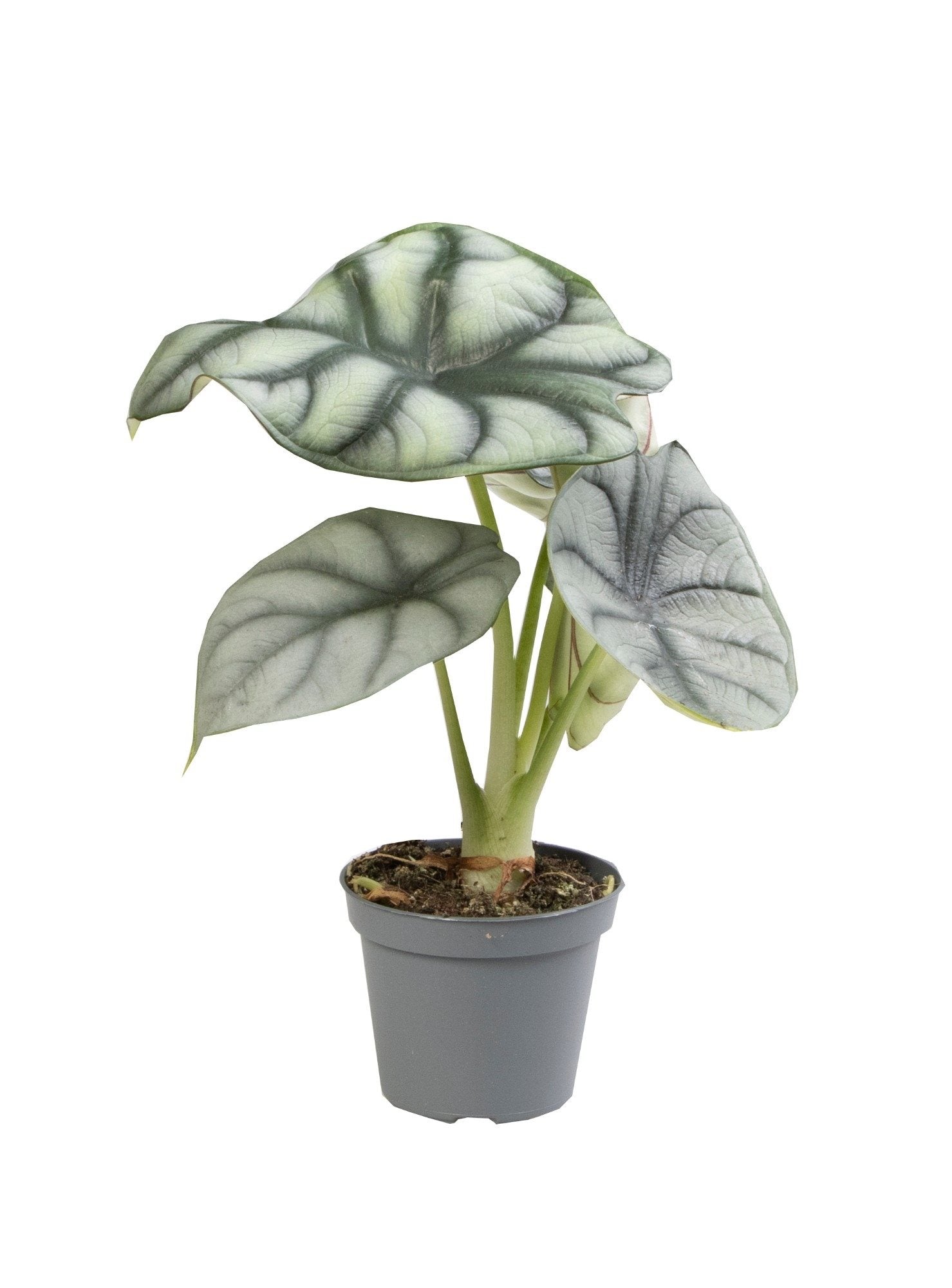 Alocasia Silver Dragon
