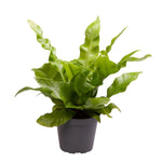 Asplenium nidus 'Crispy Wave'