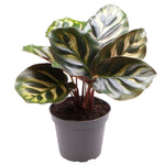 Calathea Makoyana