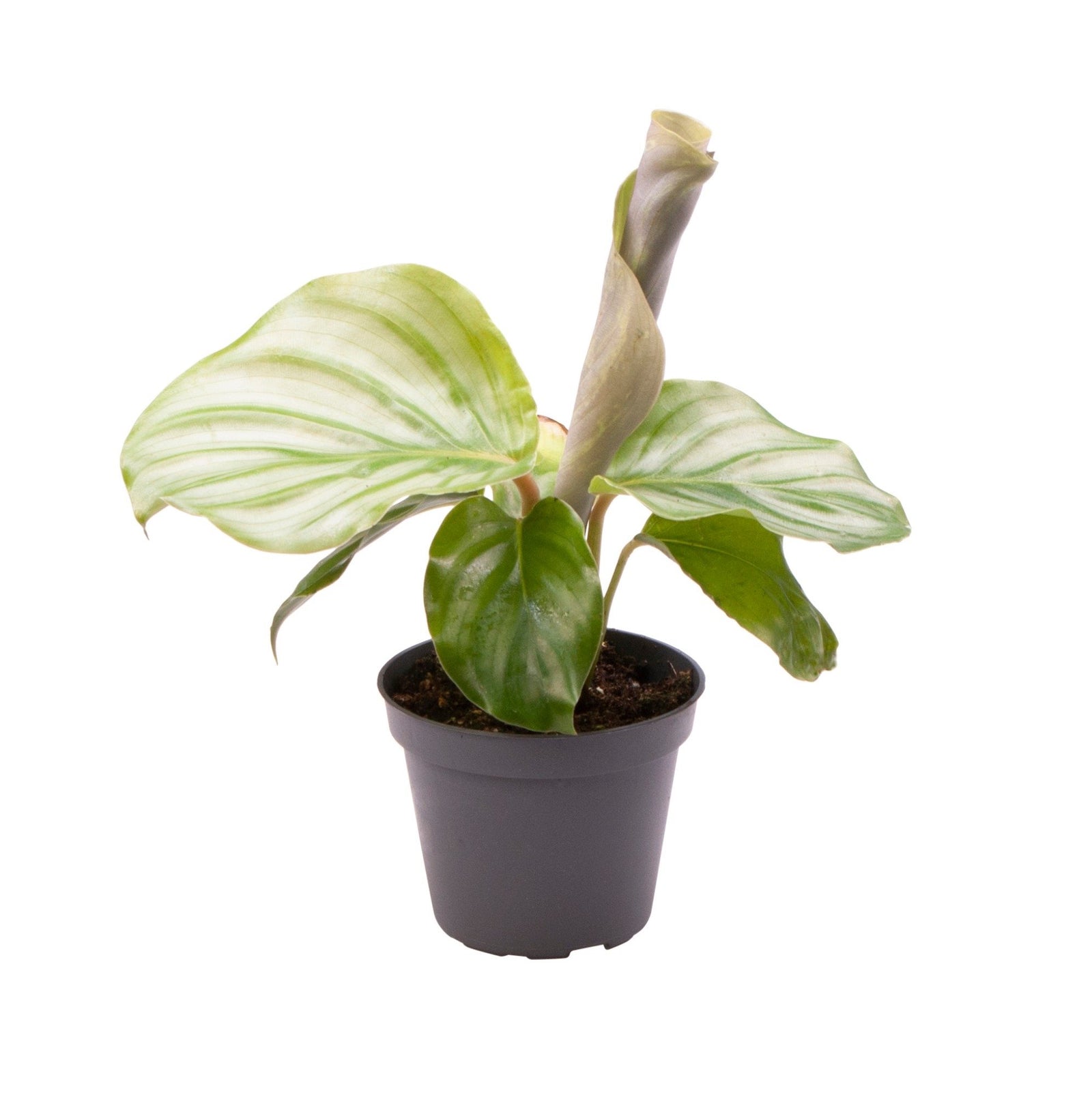 Calathea Orbifolia