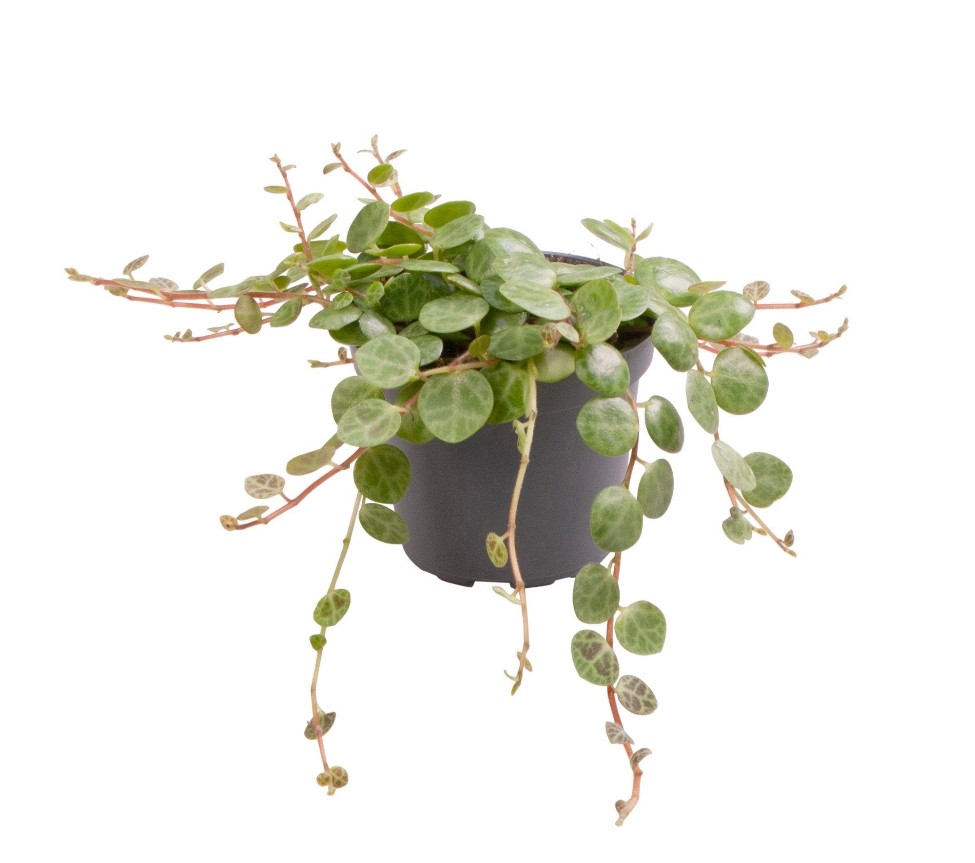 Peperomia Prostrata