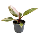 Philodendron Pink Princess