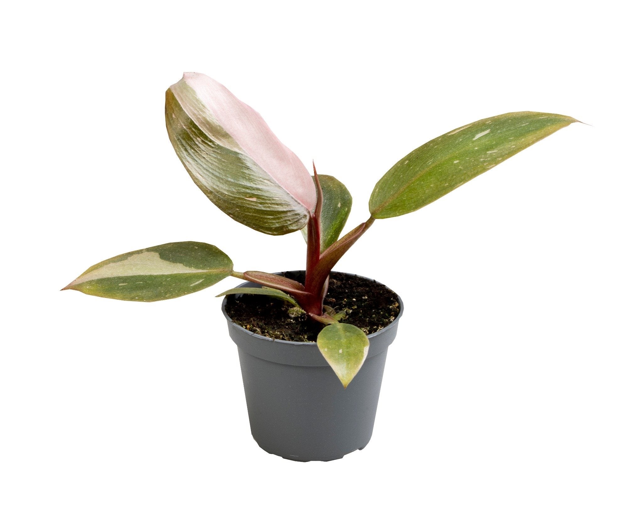 Philodendron Pink Princess