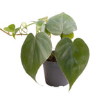 Philodendron Scandens