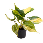 Philodendron scandens 'Brasil'