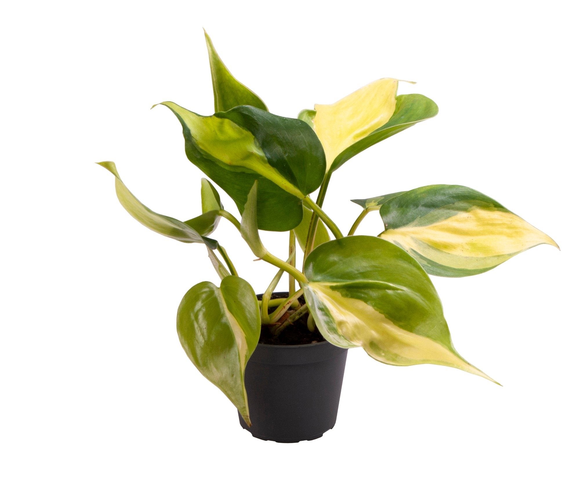 Philodendron scandens 'Brasil'