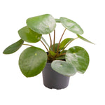 Pilea Peperomioides