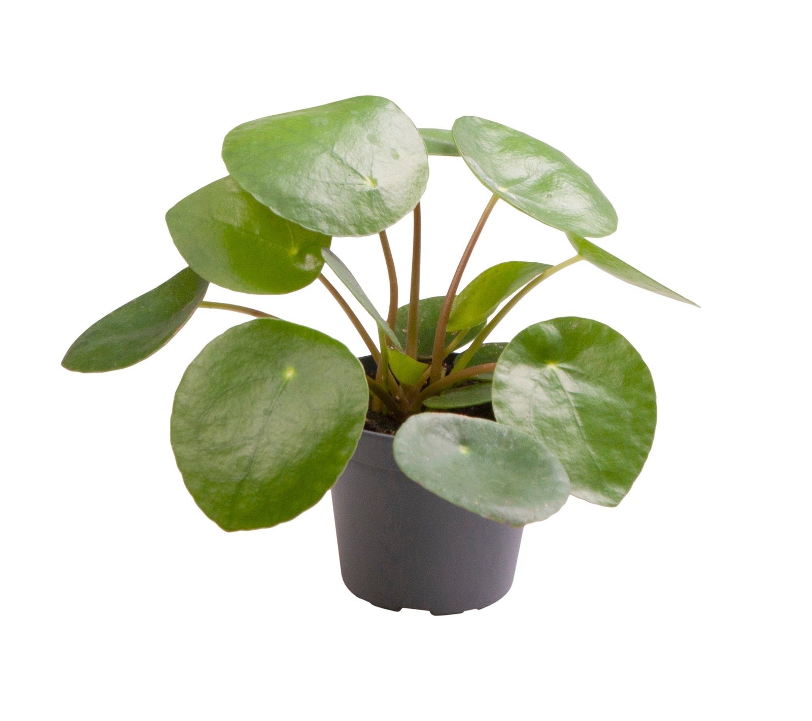 Pilea Peperomioides