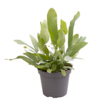 Phlebodium aureum 'Blue Star'