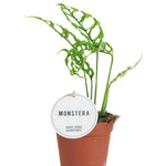 Monstera Obliqua Peru