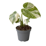 Monstera deliciosa 'Thai Constellation'