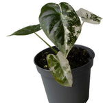 Alocasia Frydek Variegata