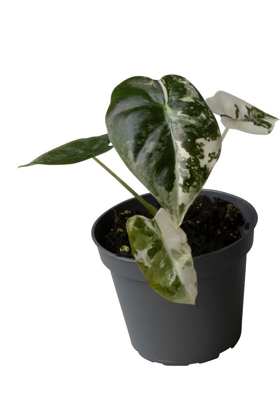 Alocasia Frydek Variegata