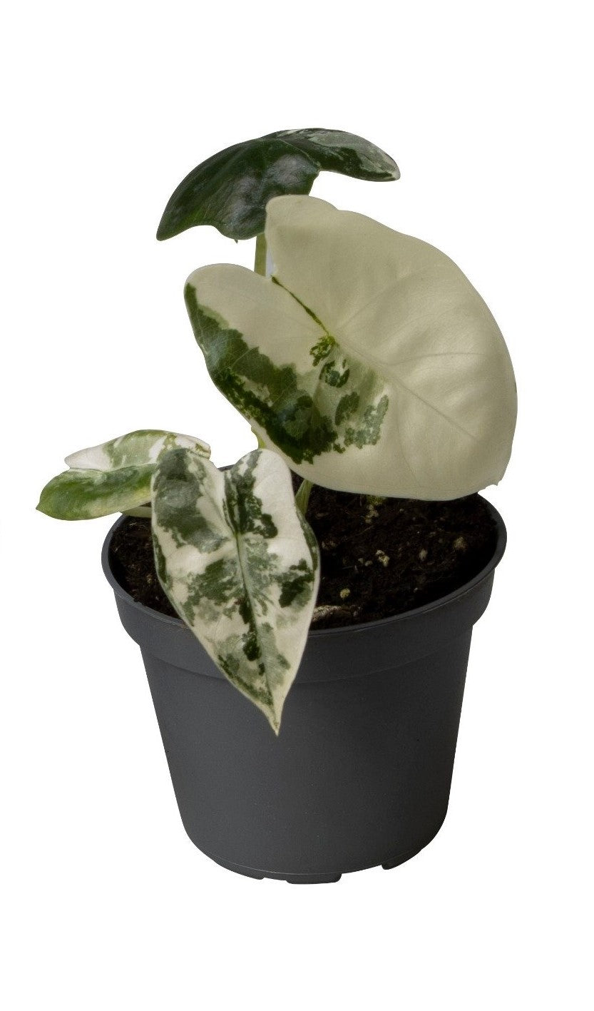 Alocasia Frydek Variegata